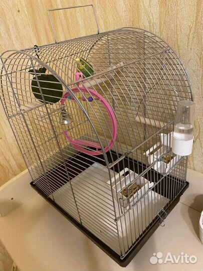 Волнистый попугай