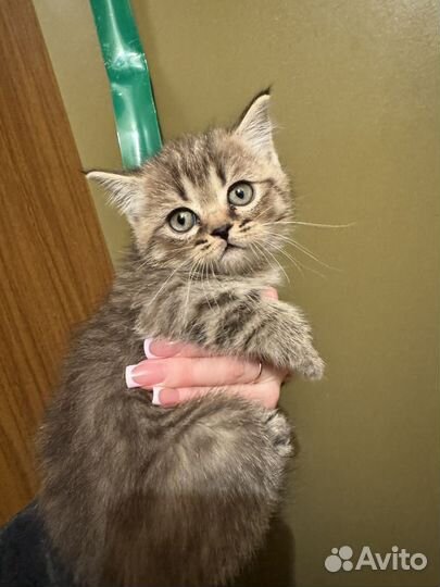 Котята, шиншилы британца