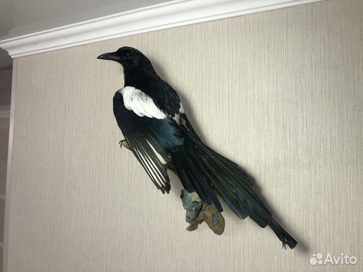 Таксидермия,чучела