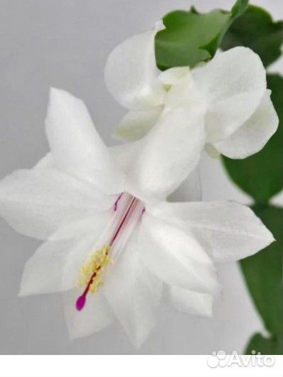 Декабристы