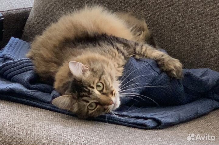 Кот-рыбка Ванчик в добрые руки