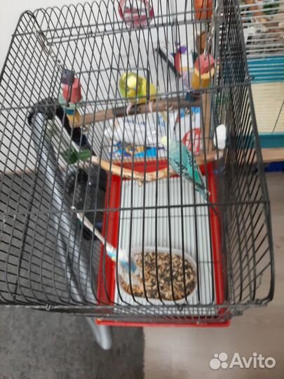 Волнистый попугай