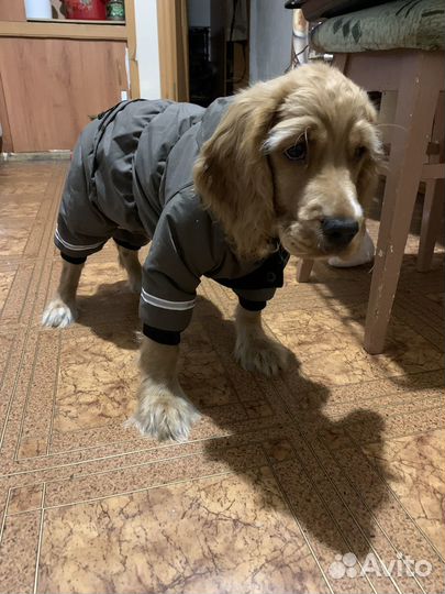 Зимний костюм для собак