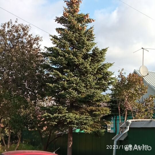 Ель голубая крупномер