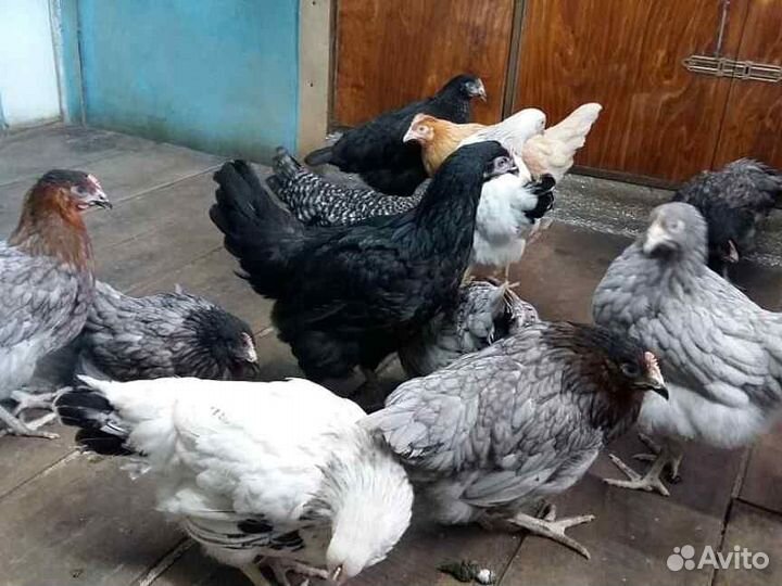 Молодые куры несушки