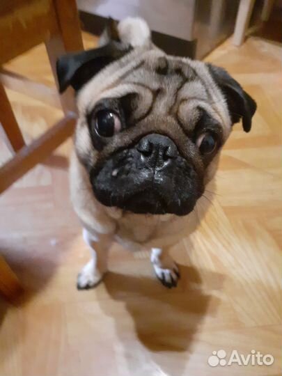 Мопс продам