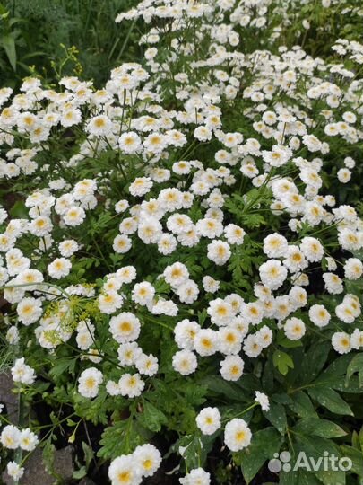 Пиретрум девичий