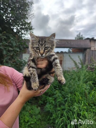 Котята в добрые руки бесплатно