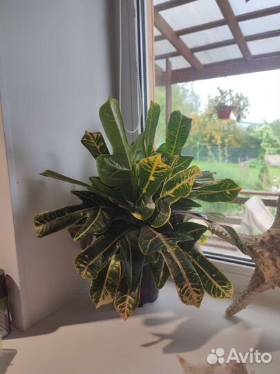 Кодиеум кротон