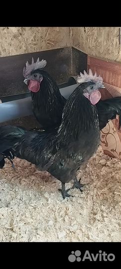 Петухи китайской породы Ухейилюй