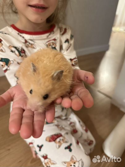 Хомячок сирийский