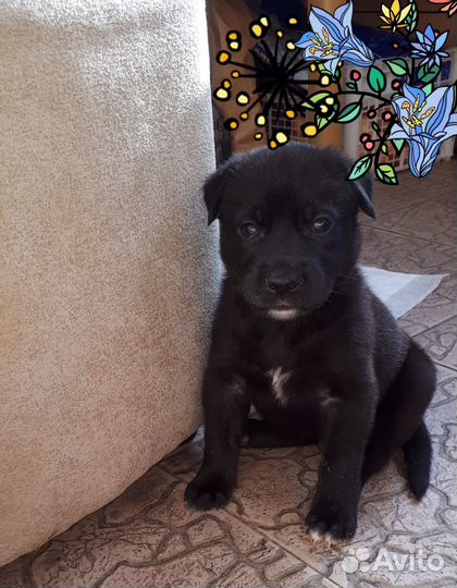 Щенки лабрадора