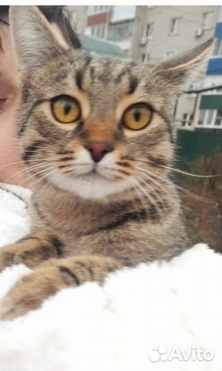 Котик в добрые руки