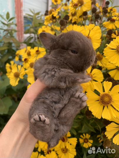 Карликовые крольчата