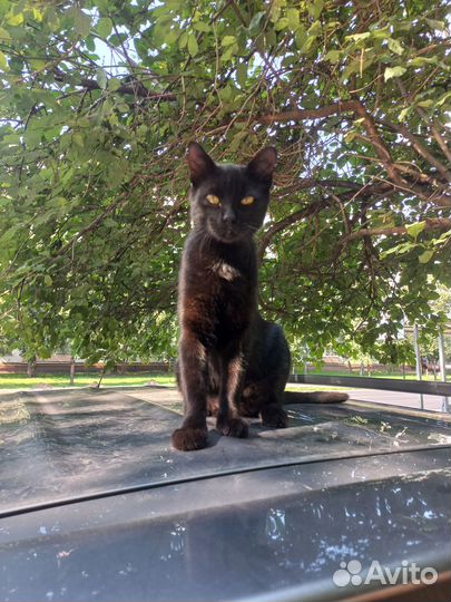 Котик молодой в добрые руки