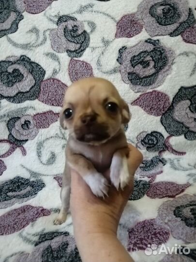 Щенки чихуахуа