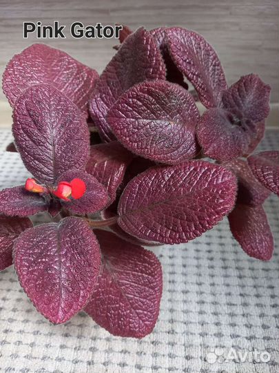 Эписции сортовые укорененные и на срез