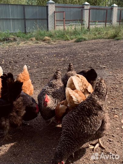 Домашние куриные яйца