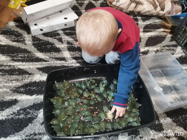 Маленькая черепаха