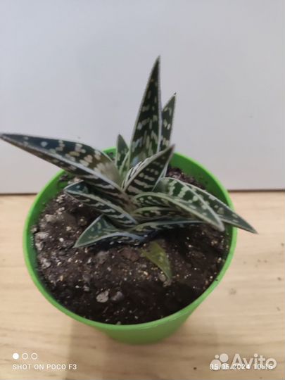 Алоэ Вариегата Пестрое Тигровое Aloe Variegata