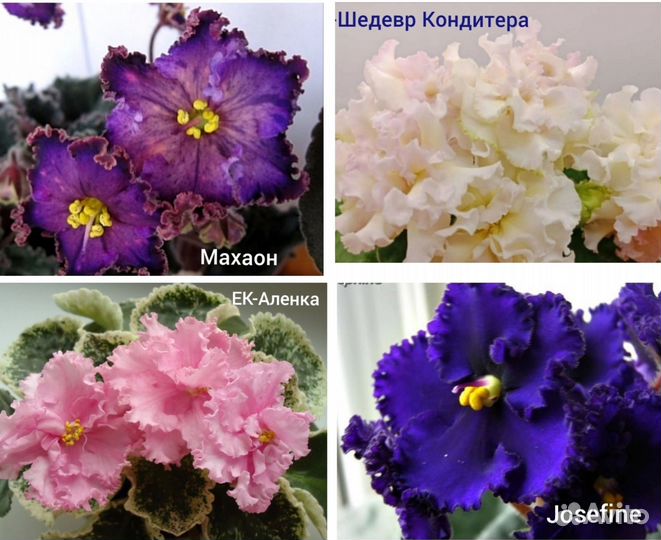 Фиалки листья