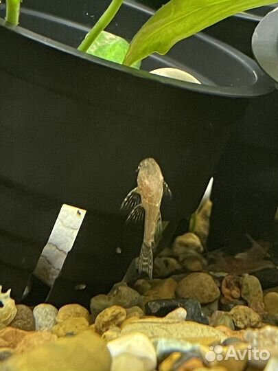 Сомики анцитрусы вуалевые