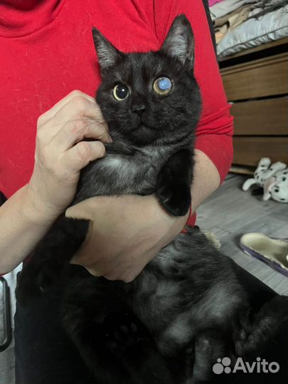 Котик в добрые руки