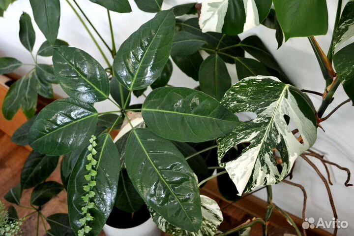 Комнатные растения