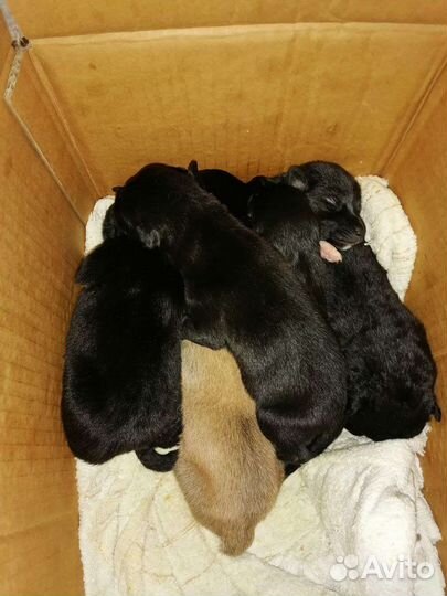 Щенки ищут дом щенки бесплатно