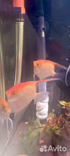 Аквариумные рыбы