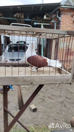 Голуби краснодарские