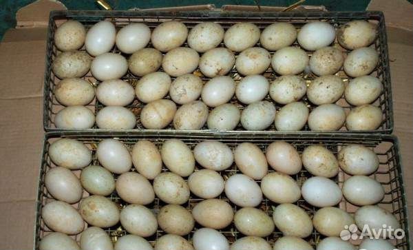 Яйцо индоутки на инкубацию