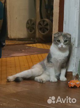 Кошка бесплатно спасите