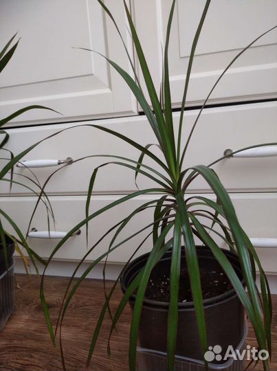 Комнатные цветы шефлера вариегатная, драцена