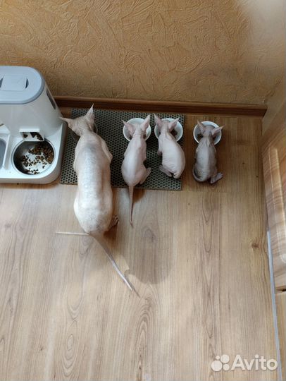 Донской сфинкс