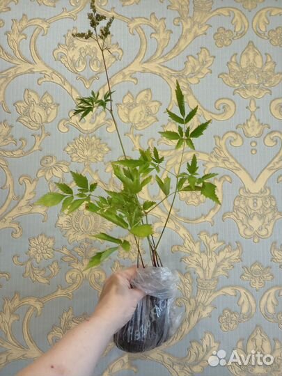 Астильба низкорослая