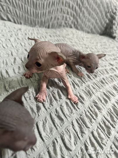 Донские сфинксы, котята