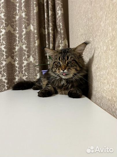 Мейн-кун Вязка