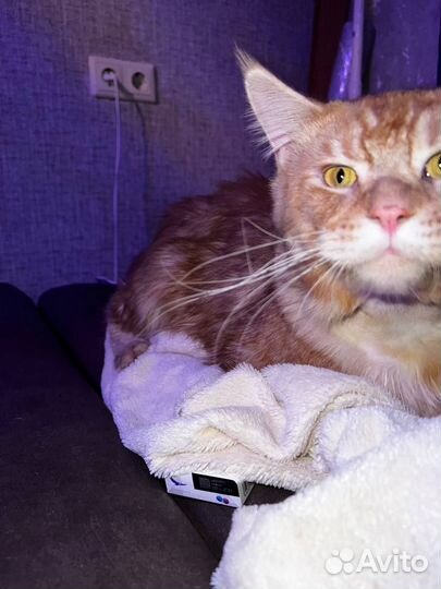 Мейнкун полидакт