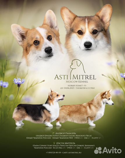 Вельш-корги пемброк щенки