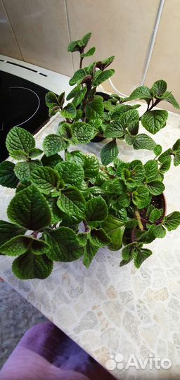 Плекрантус, каллизия Розовая пантера,фикус, фуксия