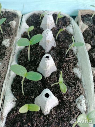 Рассада огурцов