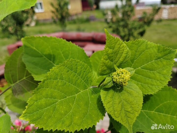 Гортензия древовидная анабель