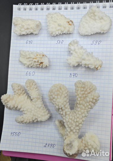 Белый коралл натуральный