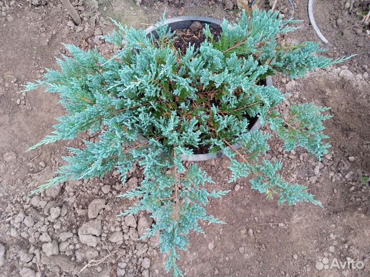 Туя, самшит, можжевельник