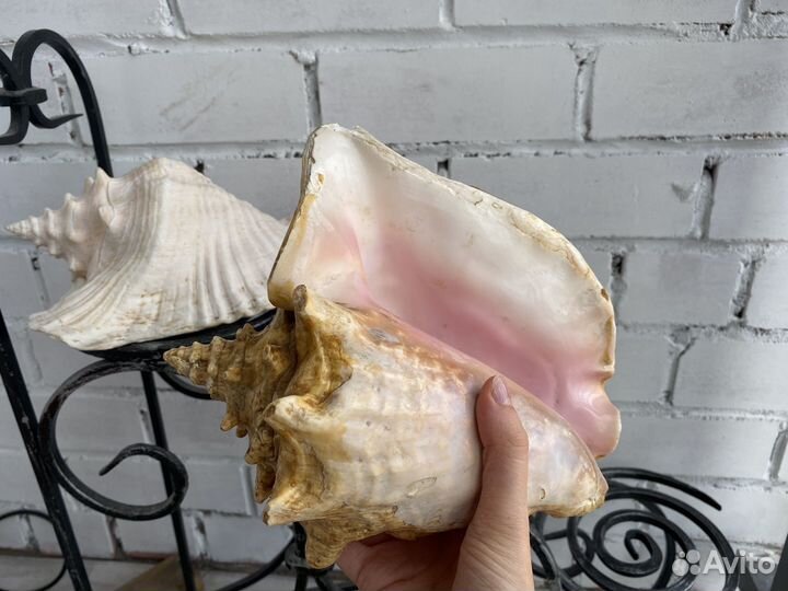 Ракушка большая морская