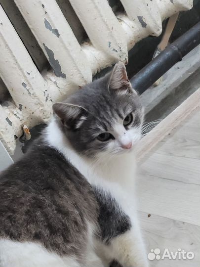 Кошка в надежную семью