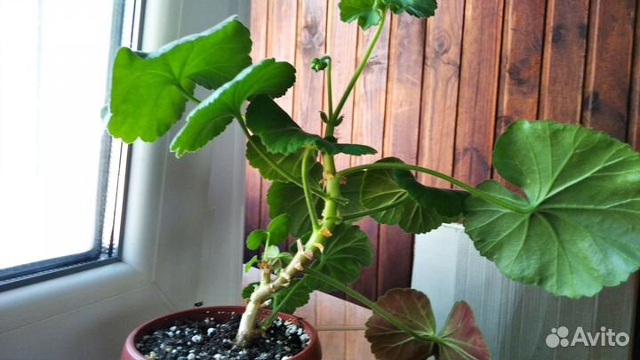 Пеларгония герань