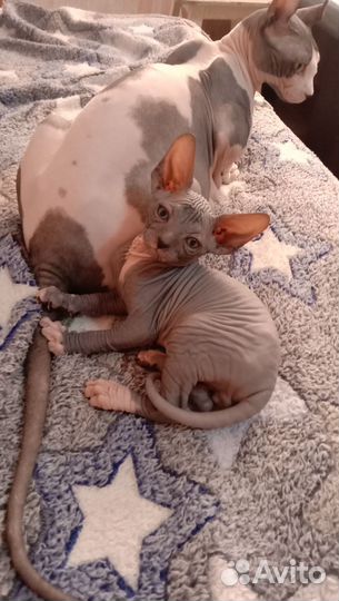 Канадский сфинкс эльф