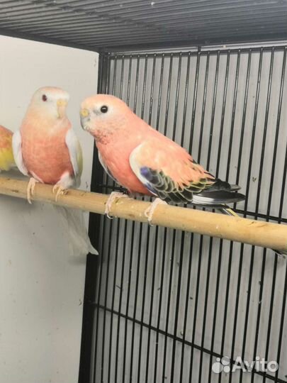 Розовобрюхие попугайчики Боурка